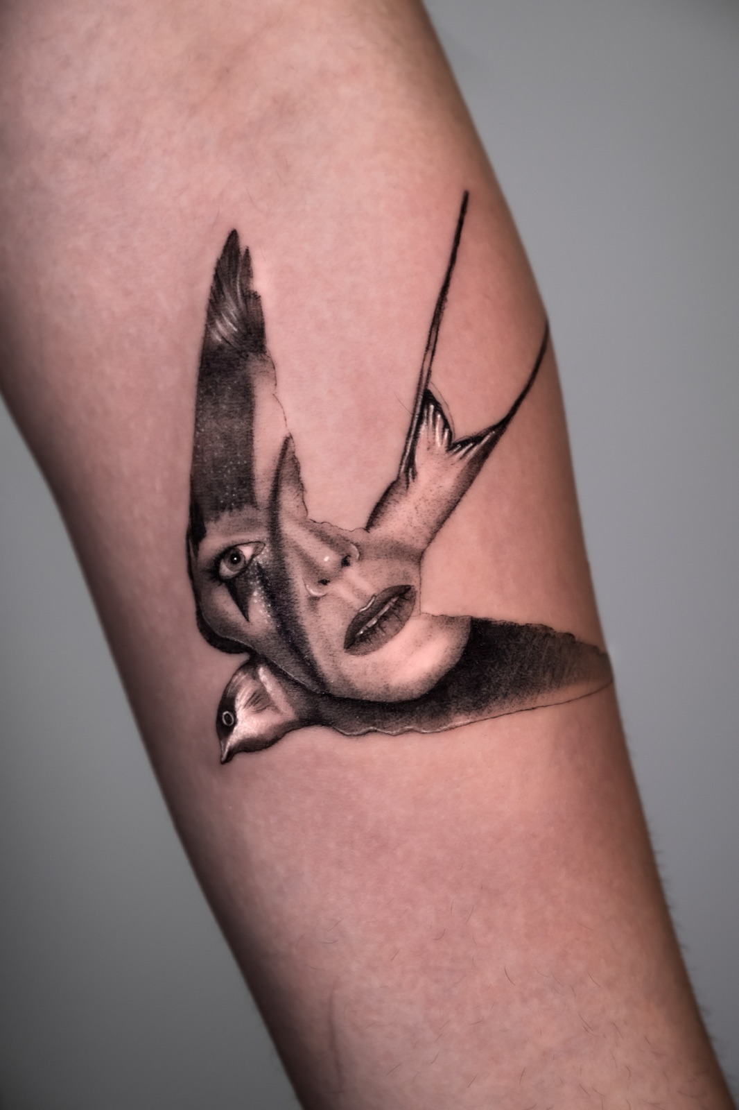 Face of the Swallow