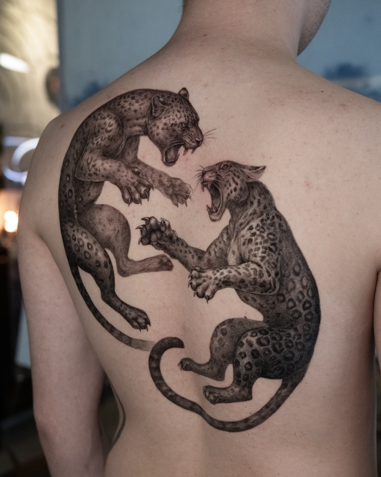 Leopards in Conflict